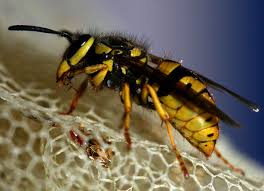 Stinging insects such as wasp, hornets and bumblebees can be a serious pest problem for some customers if the nest is located in an area where there is pedestrian traffic. Yellow Jacket Nest Removal Dos And Don Ts Abc Humane Wildlife Control And Prevention
