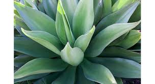 Plante grasse exterieur resistant au gel. 27 Plantes Qui Ne Craignent Pas La Chaleur Ni La Secheresse