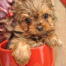 T Cup Yorkie Female Pup For Sale Teacup Yorkie Yorkie Puppy For Sale Yorkie