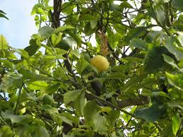 Image result for Citrus × limon