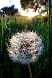 Delicates In Sunset Dandelion Beautiful Nature Dandelion Wish