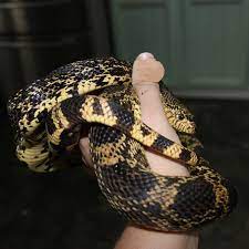 Female Louisiana Pinesnake Louisiana Female Wildlife