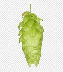 Lupulo png cliparts for free download, you can download all of these lupulo transparent png clip art images for free. Lupulo Comum Folha Lupulo Cone Steiner Folha Outros Png Pngegg
