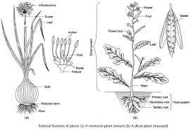 Onion Plant Diagram Google Search Planting Onions Mustard Plant Plants