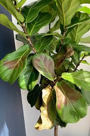 Image result for Ficus laurifolia
