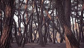 Pinus koraiensis and over 1000 other quality seeds for sale. The Vitality Of Precious Red Pine Awakens Youthful Skin Sulwhasoo