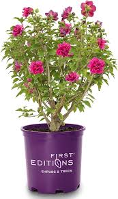 Image result for Hibiscus Red 2015 Vito