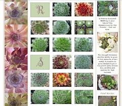 1 part filtered sand & 1 part vermicompostlittle amount bone meal + neem cake + nutrientssome fungicide this potting mix is prescribed by p. Sempervivum Picture Gallery R Z Sempervivum Planting Succulents Drought Tolerant Plants