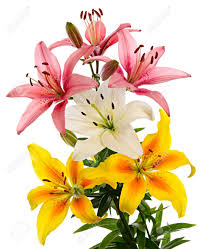 #experimenting with styles #love nikki #pink and yellow #blue and white #blue and pink #flower crown #my art. White Pink And Yellow Flowers Lilies Isolated On White Background Stock Photo Picture And Royalty Free Image Image 37618251