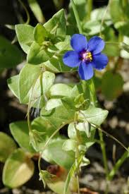 Image result for Lysimachia tenuicaulis