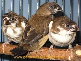 Finchforum View Topic Society Finch Genetics Finches Bird Pet Birds Beautiful Birds