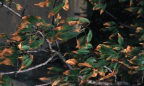 Image result for xylella fastidiosa oleander symptoms