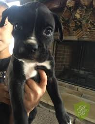 Our dogs come from outstanding working & conformation it is true that boxers have more than their share of health concerns, and while it may be impossible to completely remove them from the breed altogether. Oregon Boxer Breeders Boxer Puppies For Sale Boxer Breeders Puppies