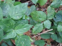 Image result for Phaulopsis imbricata