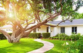 While birds love the fruit of mulberry trees—a phenomenon that will also cause unwanted messes in your yard—we must admit that we do not. What A Tree In Front Of A House Means In Feng Shui Lovetoknow