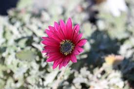 Image result for Arctotis