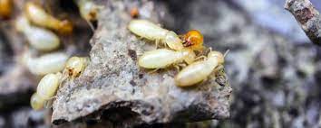 Subterranean termites are formidable pests that are difficult to treat and control. Charleston Pest Control Extermination Ledford S Pest Control