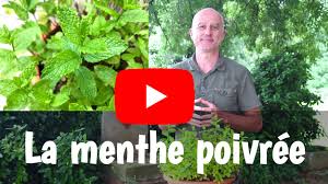 We did not find results for: Menthe Poivree