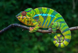 It should be easy to say and simple for your puppy to understand. Should You Choose A Chameleon As A Pet Niche Pets