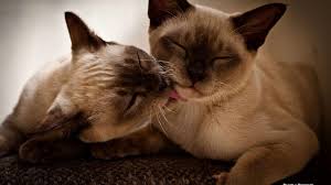 Although the topic is some siamese cats might possess hypoallergenic qualities if they have balinese ancestry. 7 Differences Between Siamese Cats And Domestic Cats