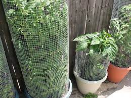 Strong smelling spices, like hot sauce and garlic, also repel rodents. Rat Proof Tomato Cages Tomato Cages Vertical Garden Garden Structures
