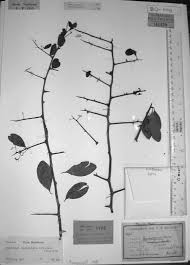 Image result for Gymnosporia tenuispina
