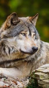 Kurt Wolf Boru Wolf Dog Beautiful Wolves