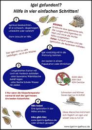 Einen Igel Gefunden Gartentipps Garten Bienenfreundlicher Garten