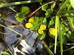 Image result for Myrsinaceae