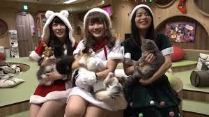 This tour takes visitors to the heartland of florida. Tokyo Cat Cafe Provides Purrfect Healing For Christmas Blues Video Ruptly