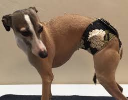 Weight ranges from 6 to 10 pounds, with some as large as 14 or 15 pounds. Snoodii Pants Seasonal Pants Designed For Italian Greyhounds Size M Italian Greyhound Female Dog In Heat Greyhound