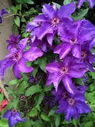 Check spelling or type a new query. Clematis Clematis Cultivar Your Plant Appears To Be A Lovely Clematis Clematis Is Slow To Get Established Often It C Blooming Plants Garden Center Flowers