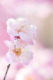 Lifestyle 02 mar 2020 19:03 Pin Oleh Hunny Adam Di Beatiful And Clourful Flowers Ilustrasi Bunga Sakura Fotografi Bunga Bunga Sakura