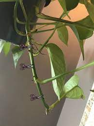 Check spelling or type a new query. How To Propagate Pothos Plants Philodendron Plant Pothos Plant Plants