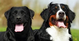 German shepherd bernese mountain dog mix puppies for sale a german shepherd bernese mountain dog puppies for sale is a very popular breed these days. Labernese Information Center The Bernese Mountain Dog Lab Mix Breed