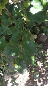 Image result for Dovyalis zeyheri