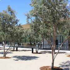 Excellent evergreen tree that is fruitless making it ideal for a street tree planting or in the landscape, without the problem of fruit dropping on vehicles or pathways. Swan Hill Olives Non Fruiting Olive Trees Olive Evergreen And Olea Europaea Tree Nursery
