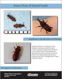 Check spelling or type a new query. Insect Pests Of Stored Foods