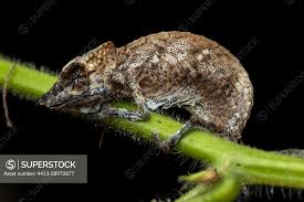 Image result for Desmodium uncinatum