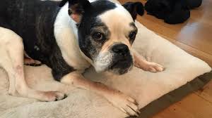 Welcome to adams county fire rescue. Facebook Is Still A Dog S Best Friend Cnet