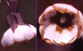 Image result for Trichodesma physaloides