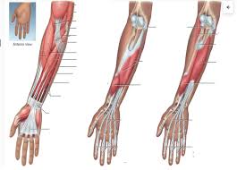 Anatomy Lower Arm Muscles Anterior Diagram Quizlet