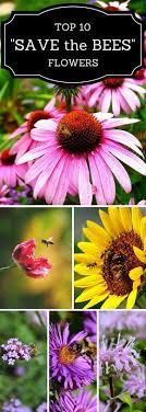 Top 10 flowers and plants for bees. Pin By Becca Dirk On Garten Bee Garden Save The Bees Bee Friendly Garden