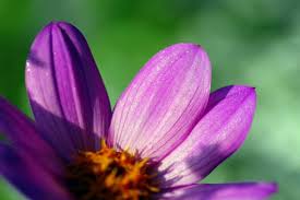 Check out our lilac color flowers selection for the very best in unique or custom, handmade pieces from our shops. 62 Types Of Purple Flowers With Pictures Flower Glossary