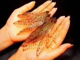 Unmounted, mounted, and framed preserved dragonfly and cicada specimens for sale. Cicada Wings For Sale Cicada Cicada Wings Wings