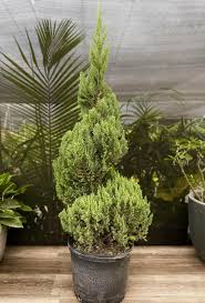 Image result for spiral cut juniper trees