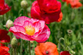 From wikipedia, the free encyclopedia. Planting Poppies How To Grow Poppies