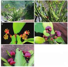 Image result for Euphorbia mwinilungensis