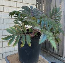 Image result for Melianthus major