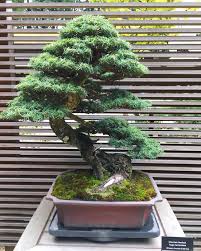From lilacs to conifers, hinoki cypress to viburnums, winterhazel to japanese maples, the trees bring four seasons to to the garden or patio. 150 Year Old Mountain Hemlock By Bob King At The Portland Japanese Garden Second Pic Is The Same Bonsai From A Different Angle To Show The Amazing Structure He Developed Bonsai